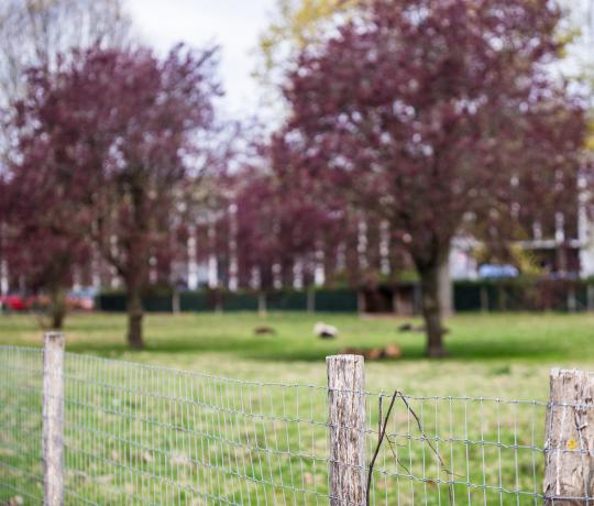 Photo du Chêne aux Haies