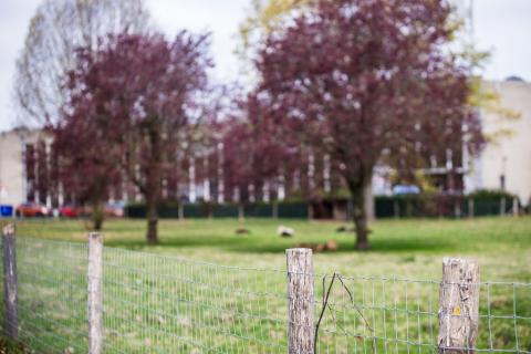 Photo du Chêne aux Haies